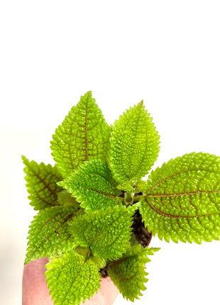 Pilea Moon Valley