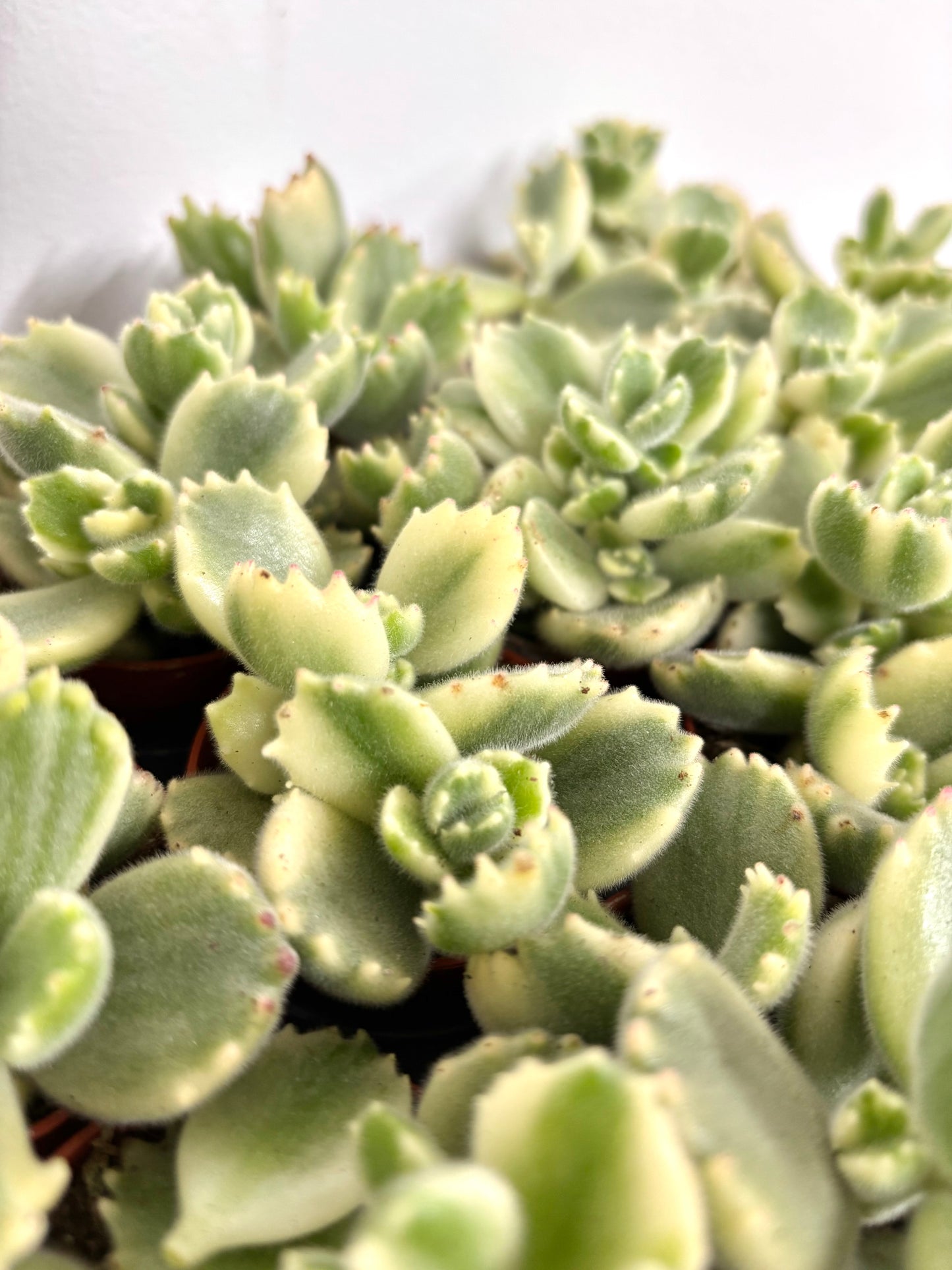 Cotyledon Ladismithiensis