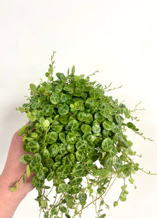 Peperomia Prostrata/ string of turtles