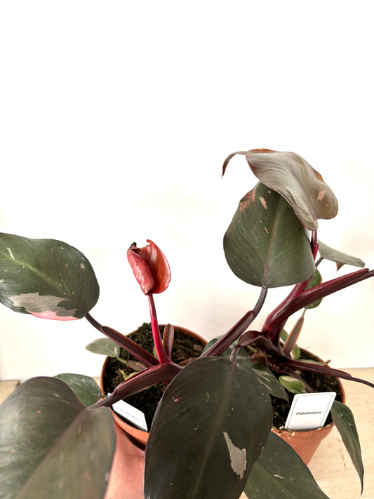 Philodendron Burgundy Princess