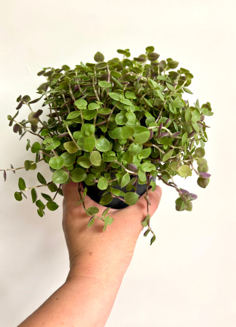 Callisia Repens / Turtle Vine
