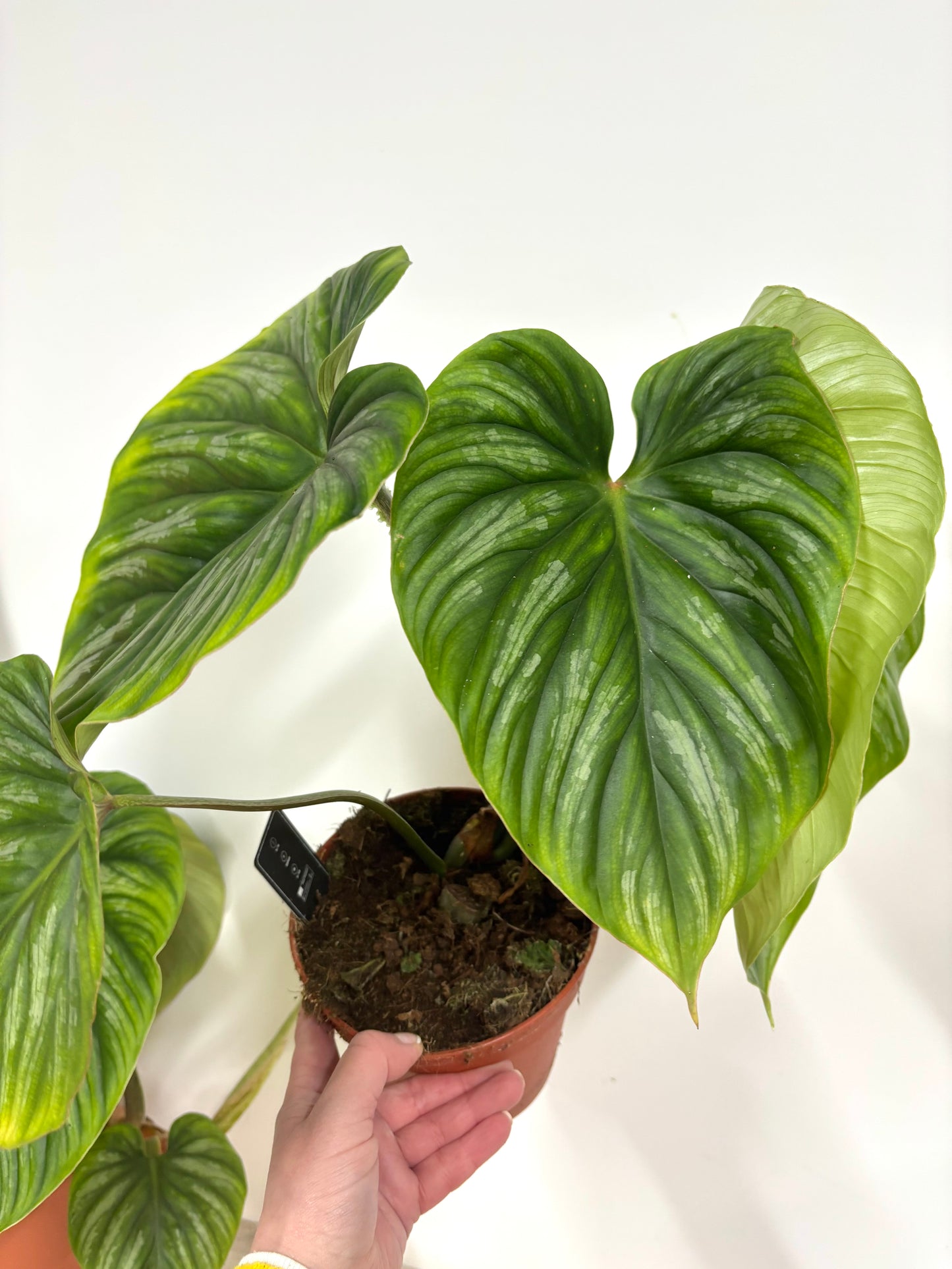 Philodendron Plowmanii