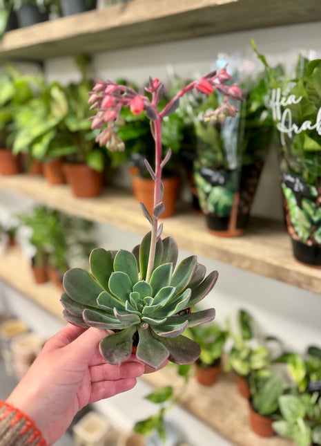 Echeveria Blue Prince