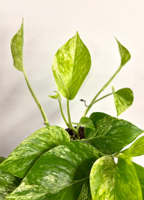 Epipremnum Marble Queen