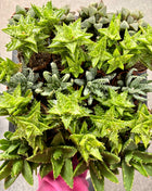 Aloe varieties