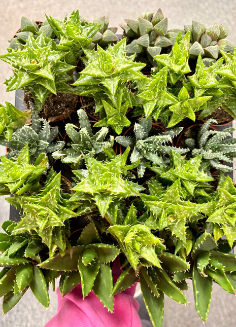 Aloe varieties