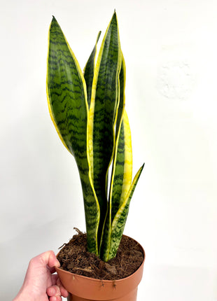 Sansevieria Laurentii