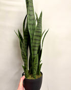 Faux Sansevieria