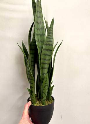 Faux Sansevieria