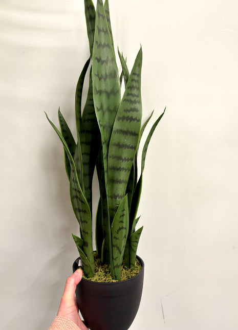 Faux Sansevieria
