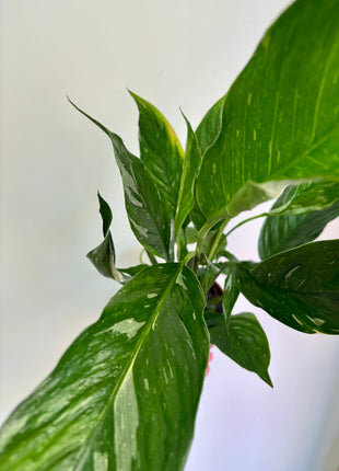Spathiphyllum/ Peace Lily variegated