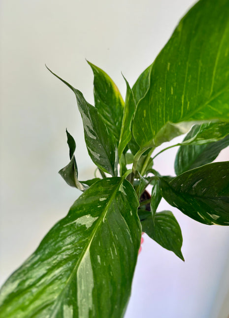 Spathiphyllum/ Peace Lily variegated