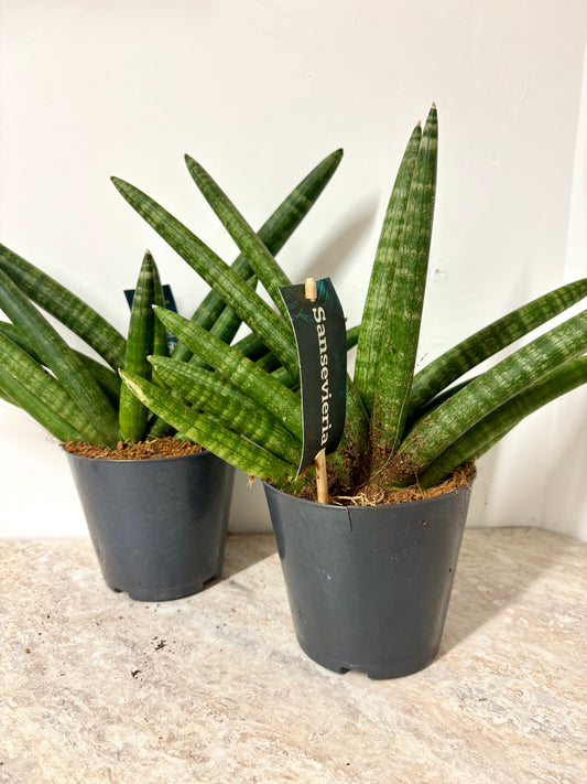 Sansevieria Skyline