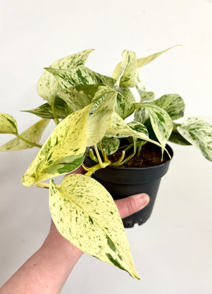 Epipremnum Snow Leopard