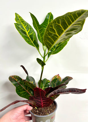 Codiaeum/Croton