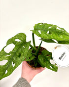 Monstera Adansonii Mint