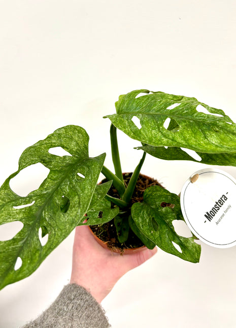 Monstera Adansonii Mint