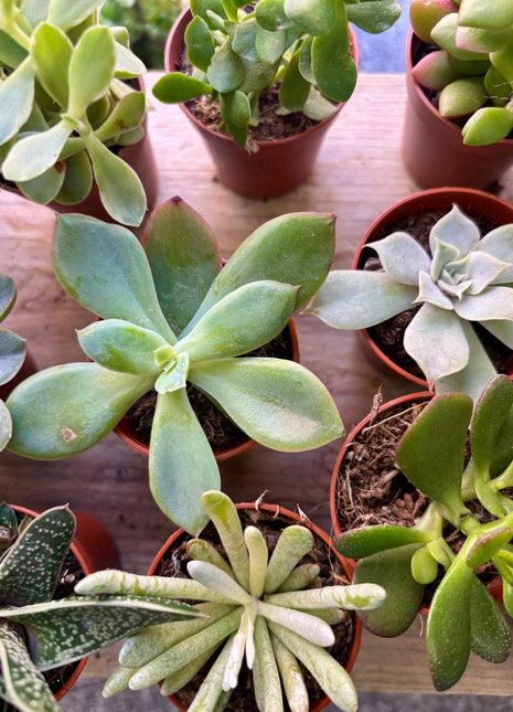 Succulents