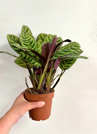 Ctenanthe Burle Marxii