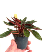 Mini Peperomia Rosso 5.5cm