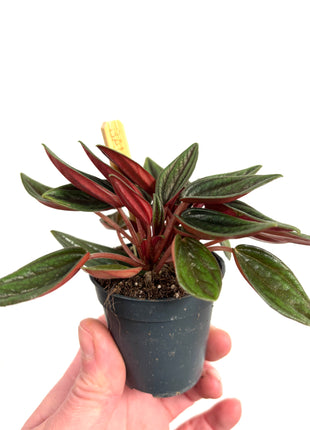 Mini Peperomia Rosso 5.5cm