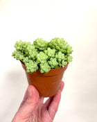 Sedum Burrito