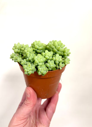 Sedum Burrito