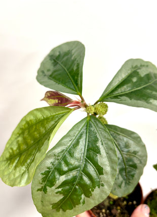 Elatostema Vittatum