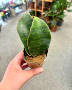 Sansevieria Whale Fin/Masoniana