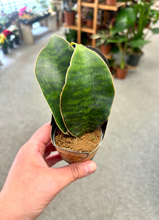 Sansevieria Whale Fin/Masoniana