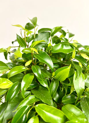 Ficus Green Kinky