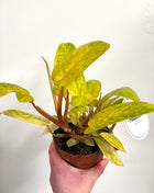 Philodendron Painted Lady
