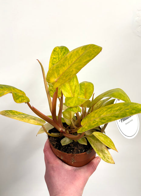 Philodendron Painted Lady