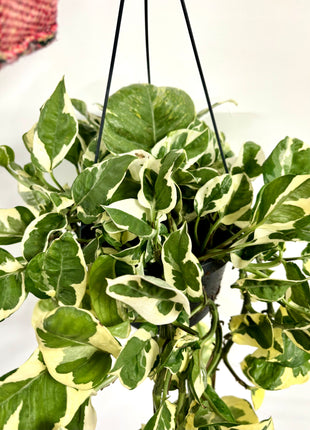 Epipremnum Njoy