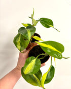 Philodendron Scandens Brasil