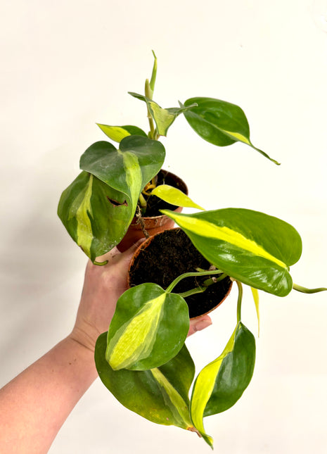 Philodendron Scandens Brasil