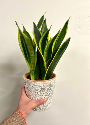 Sansevieria mixed