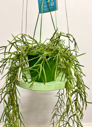 Hanging plant tray