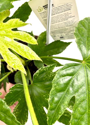 Fatsia Spider Variegata