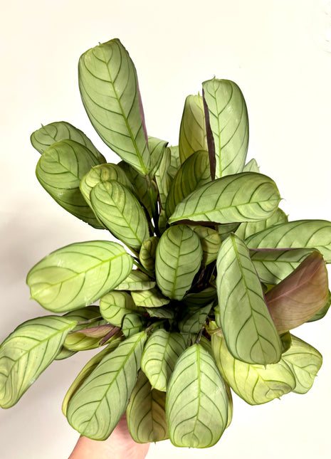 Ctenanthe Amagris
