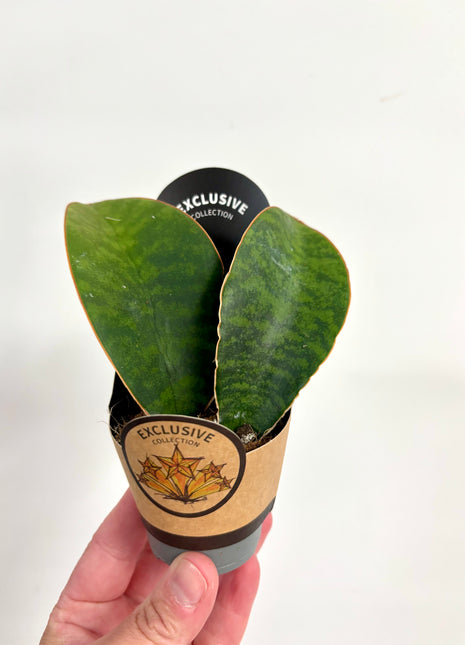 Sansevieria Whale Fin/Masoniana