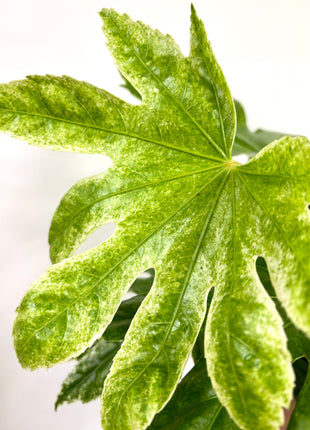 Fatsia Spider Variegata