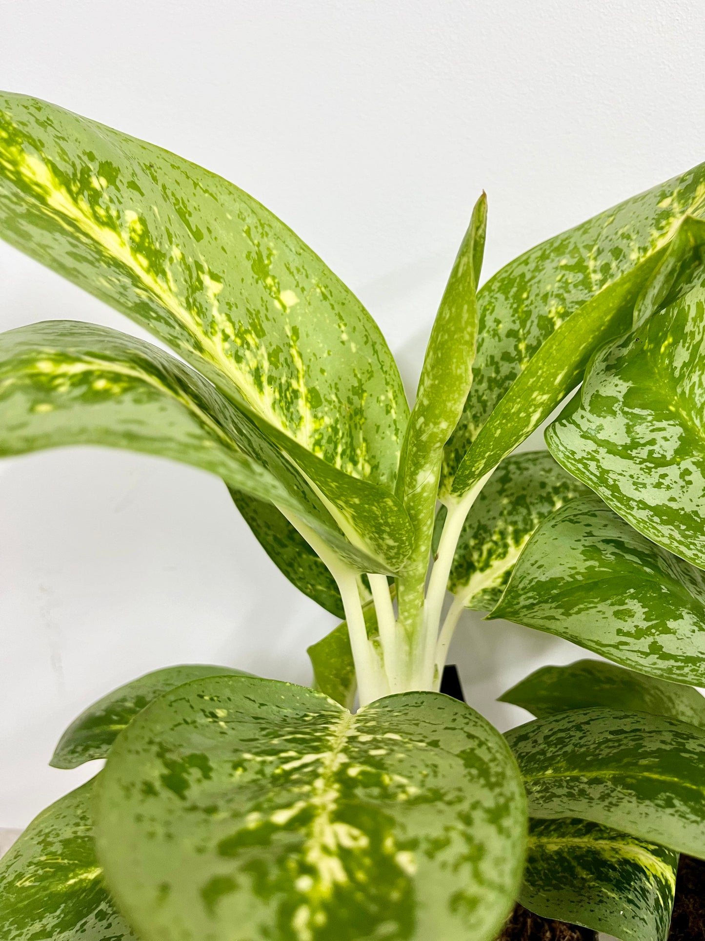 Aglaonema Lemon Mint