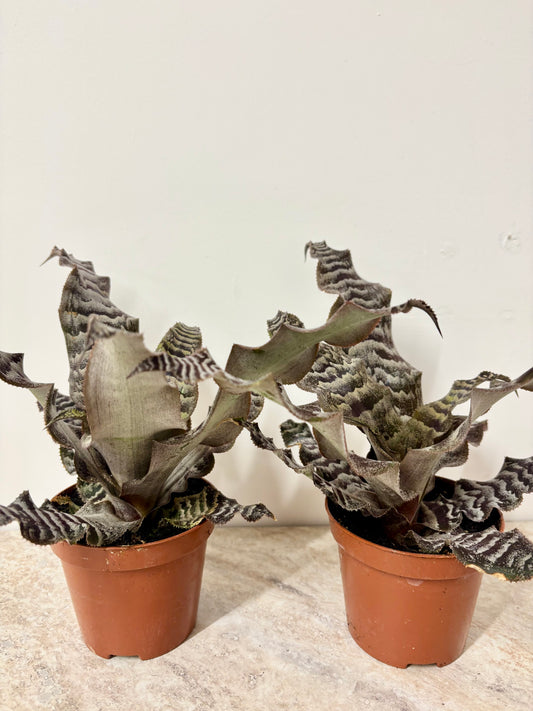 Cryptanthus Zonatus