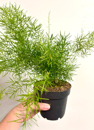 Asparagus Sprengeri Fern