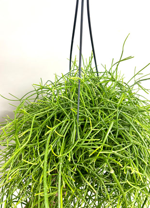 Rhipsalis in hanging pot