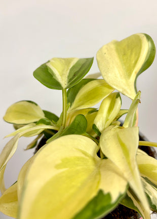 Philodendron Scandens Rio