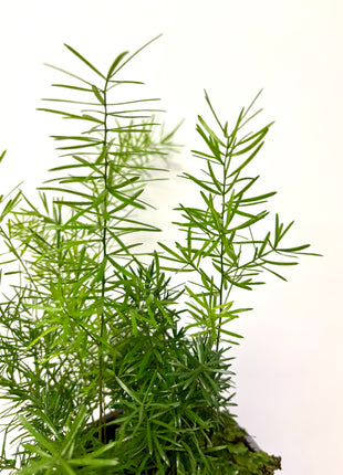 Asparagus Sprengeri Fern