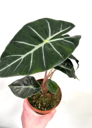 Alocasia Pink Dragon