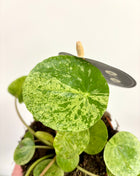 Pilea Peperomioides Mojito